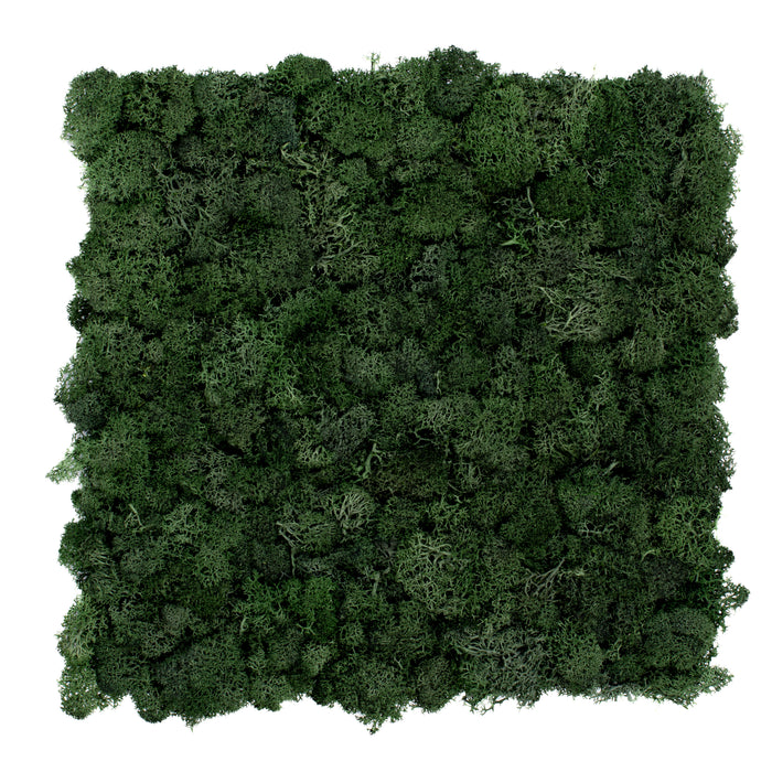 TXB-0605 Muschio verde bosco
