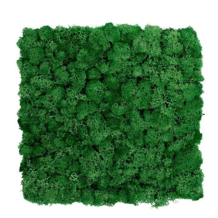 Fotografia del pannello in lichene verde su fondo bianco