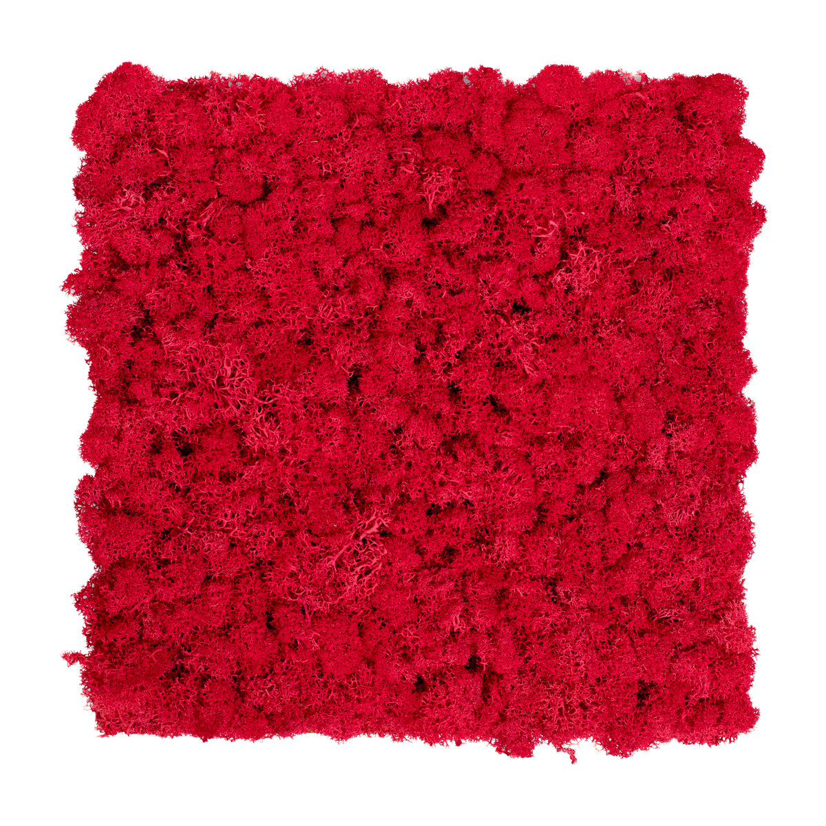 TXB-0301 Mousse – rouge clair