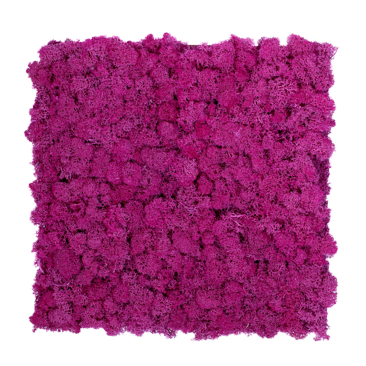 TXB-0302 Moos – Hellviolett