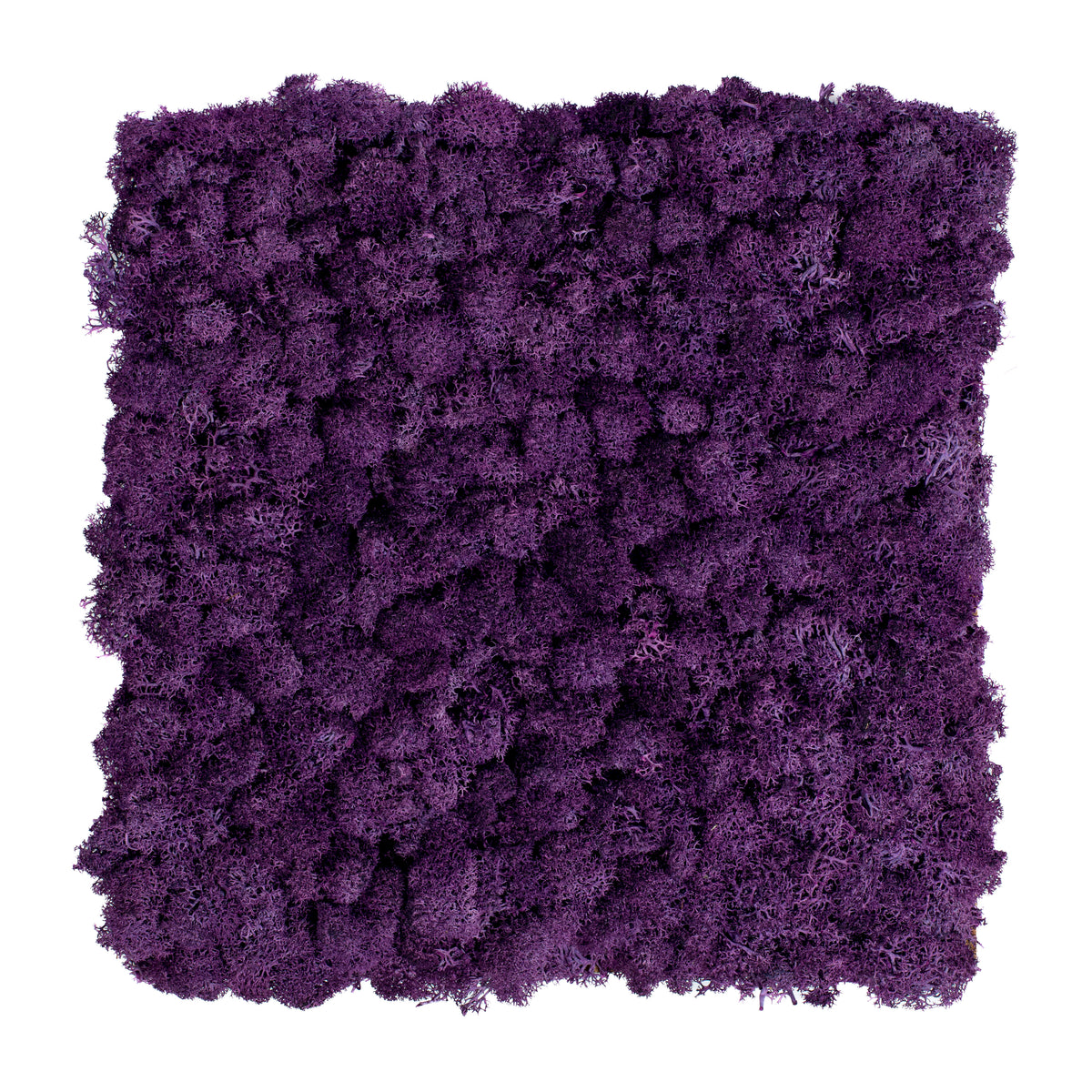 TXB-0402 Moos – Dunkelviolett