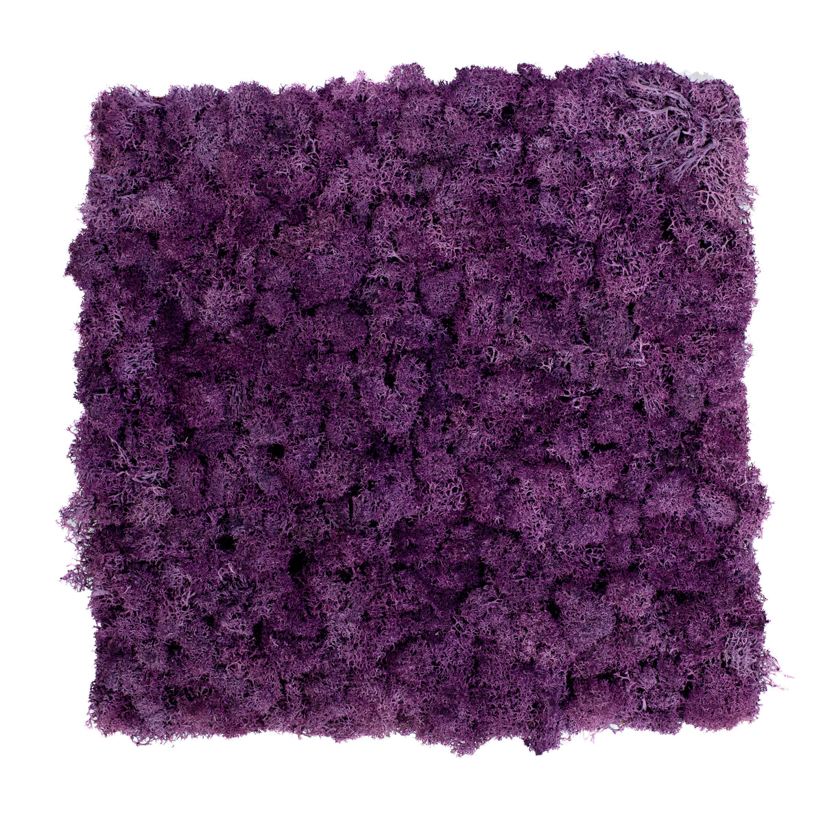 TXB-0403 Moos – Intensivviolett