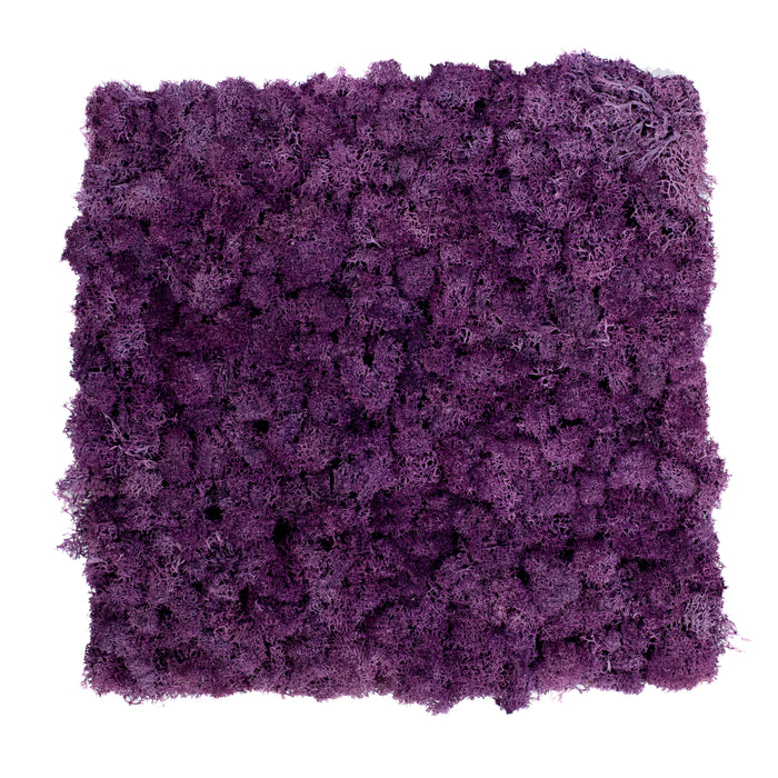 TXB-0403 Muschio viola intenso