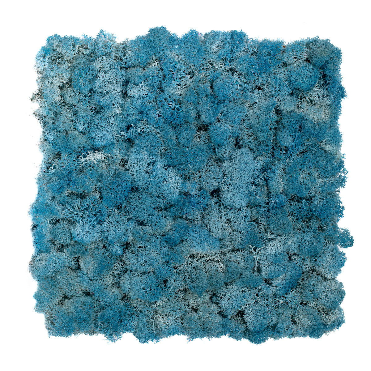 TXB-0719 Moos – Himmelblau