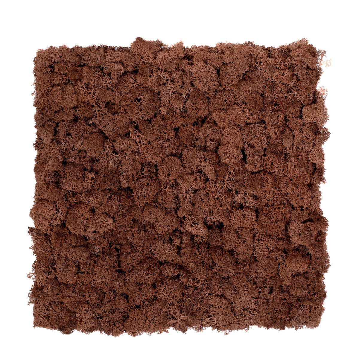 TXB-0803 Mousse – brun
