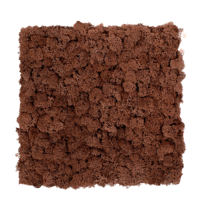TXB-0803 Mousse – brun