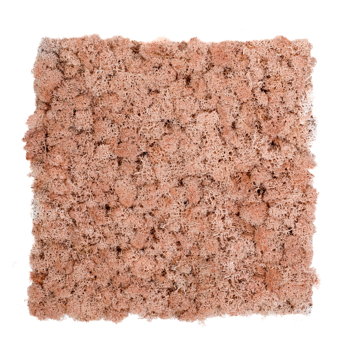TXB-0814 Mousse – rose saumon